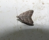 Nola thymula Nola thymula