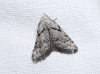 Nola thymula Nola thymula
