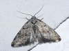 Nola thymula Nola thymula