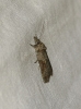 Nycteola revayana Nycteola revayana