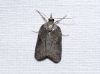 Nycteola sp. Nycteola sp.