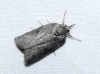 Nycteola sp. Nycteola sp.