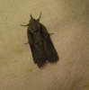 Nycteola sp. Nycteola sp.