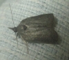 Nycteola sp. Nycteola sp.