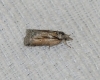 Nycteola sp. Nycteola sp.