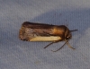 Ochropleura plecta ssp. unimacula