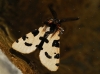 Ocnogyna zoraida Ocnogyna zoraida