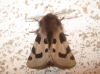 Ocnogyna zoraida Ocnogyna zoraida