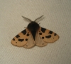 Ocnogyna zoraida Ocnogyna zoraida