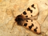 Ocnogyna zoraida Ocnogyna zoraida