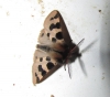 Ocnogyna zoraida Ocnogyna zoraida