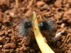 Ocnogyna baetica Ocnogyna baetica