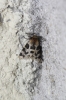 Ocnogyna cf. zoraida Ocnogyna cf. zoraida