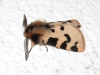 Ocnogyna zoraida Ocnogyna zoraida