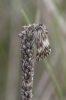 Omia cymbalariae Omia cymbalariae