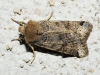 Omphaloscelis lunosa Omphaloscelis lunosa
