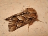 Oxicesta serratae Oxicesta serratae