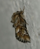 Oxycesta serratae Oxycesta serratae