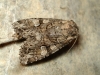 Pachetra sagittigera Pachetra sagittigera