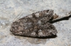 Pachetra sagittigera Pachetra sagittigera