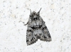 Pachetra sagittigera Pachetra sagittigera