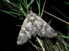 Pachetra sagittigera Pachetra sagittigera