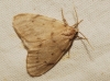 Paidia rica Paidia rica
