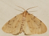 Paidia rica Paidia rica