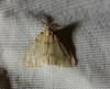 Paidia rica Paidia rica