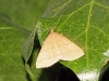 Pechipogo plumigeralis Pechipogo plumigeralis