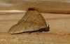 Pechipogo plumigeralis Pechipogo plumigeralis