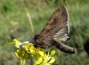 Peridroma saucia Peridroma saucia