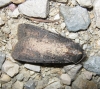 Peridroma saucia Peridroma saucia