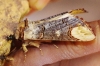 Phalera bucephala Phalera bucephala