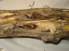 Phalera bucephala Phalera bucephala