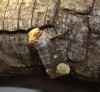 Phalera bucephala Phalera bucephala