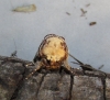 Phalera bucephala Phalera bucephala