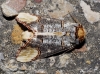 Phalera bucephala Phalera bucephala