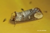 Phalera bucephala Phalera bucephala
