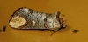 Phalera bucephala Phalera bucephala