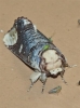 Phalera bucephala Phalera bucephala