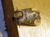 Phalera bucephala Phalera bucephala