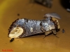 Phalera bucephala Phalera bucephala