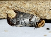 Phalera bucephala Phalera bucephala