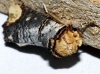 Phalera bucephala Phalera bucephala
