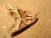Phlogophora meticulosa Phlogophora meticulosa