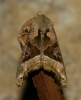 Phlogophora meticulosa Phlogophora meticulosa