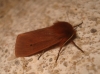 Phragmatobia fuliginosa Phragmatobia fuliginosa