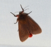 Phragmatobia fuliginosa Phragmatobia fuliginosa