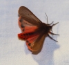 Phragmatobia fuliginosa Phragmatobia fuliginosa